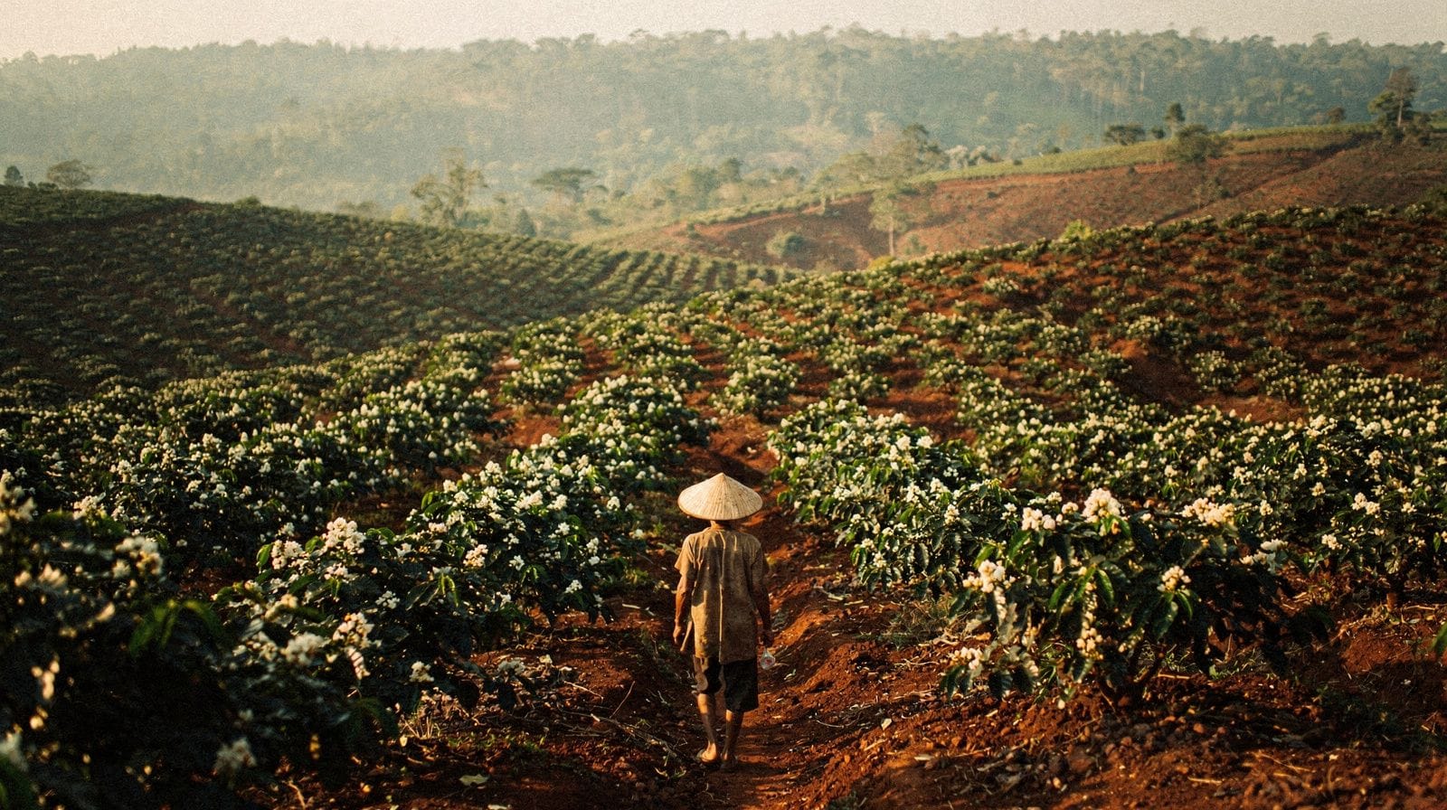 Central Highlands, Vietnam: Coffee, Plateaus and Village Life