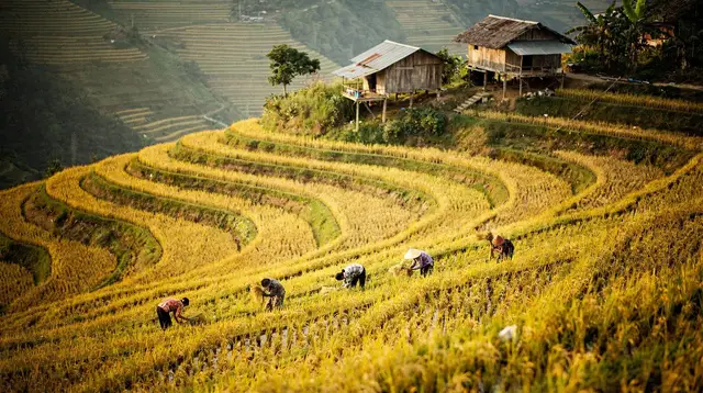Vietnam's Rice Terraces: Where to Go and When to Visit