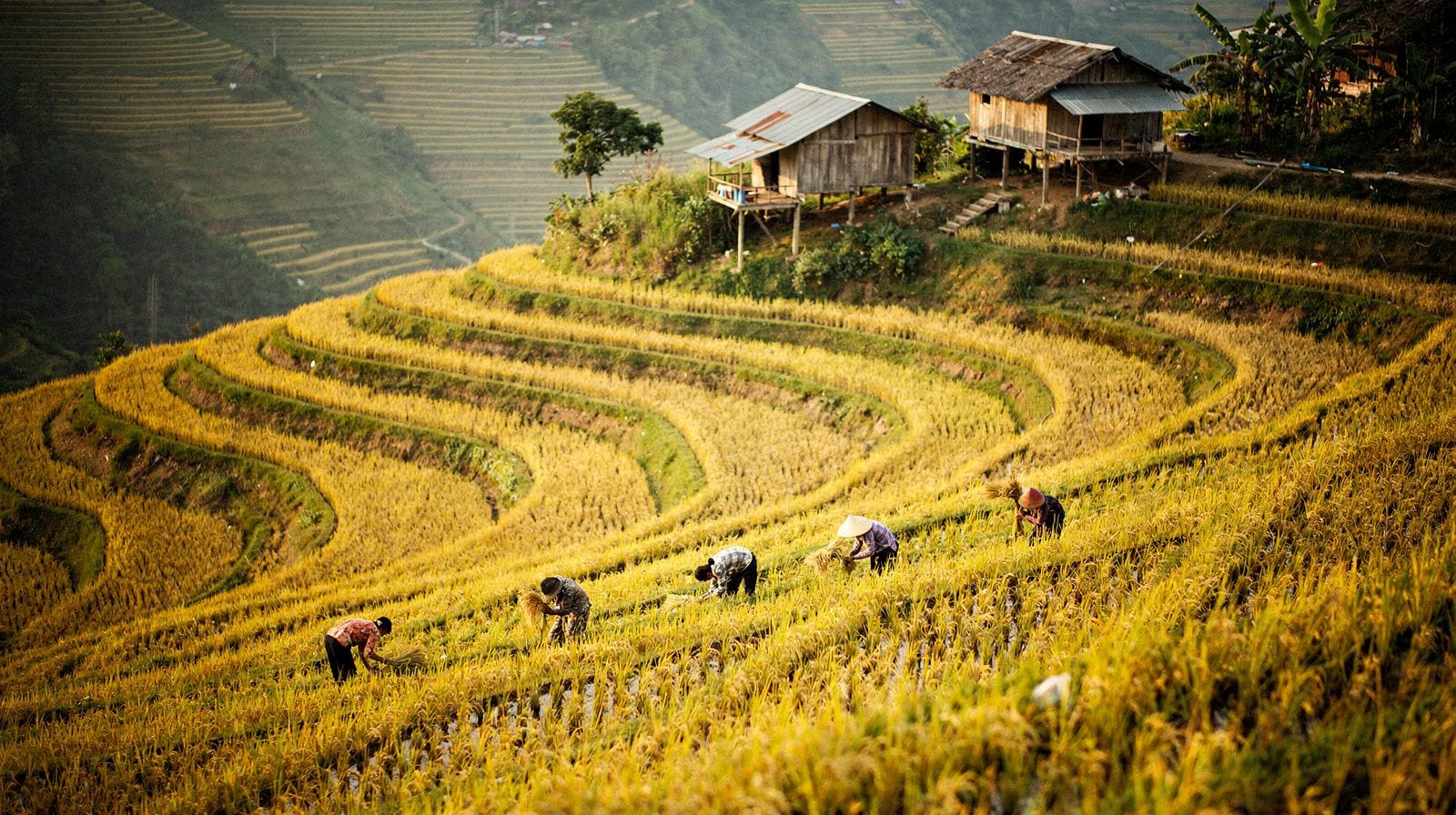 Vietnam's Rice Terraces: Where to Go and When to Visit
